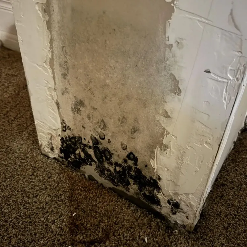 Professional Mold Removal in Bressler, PA